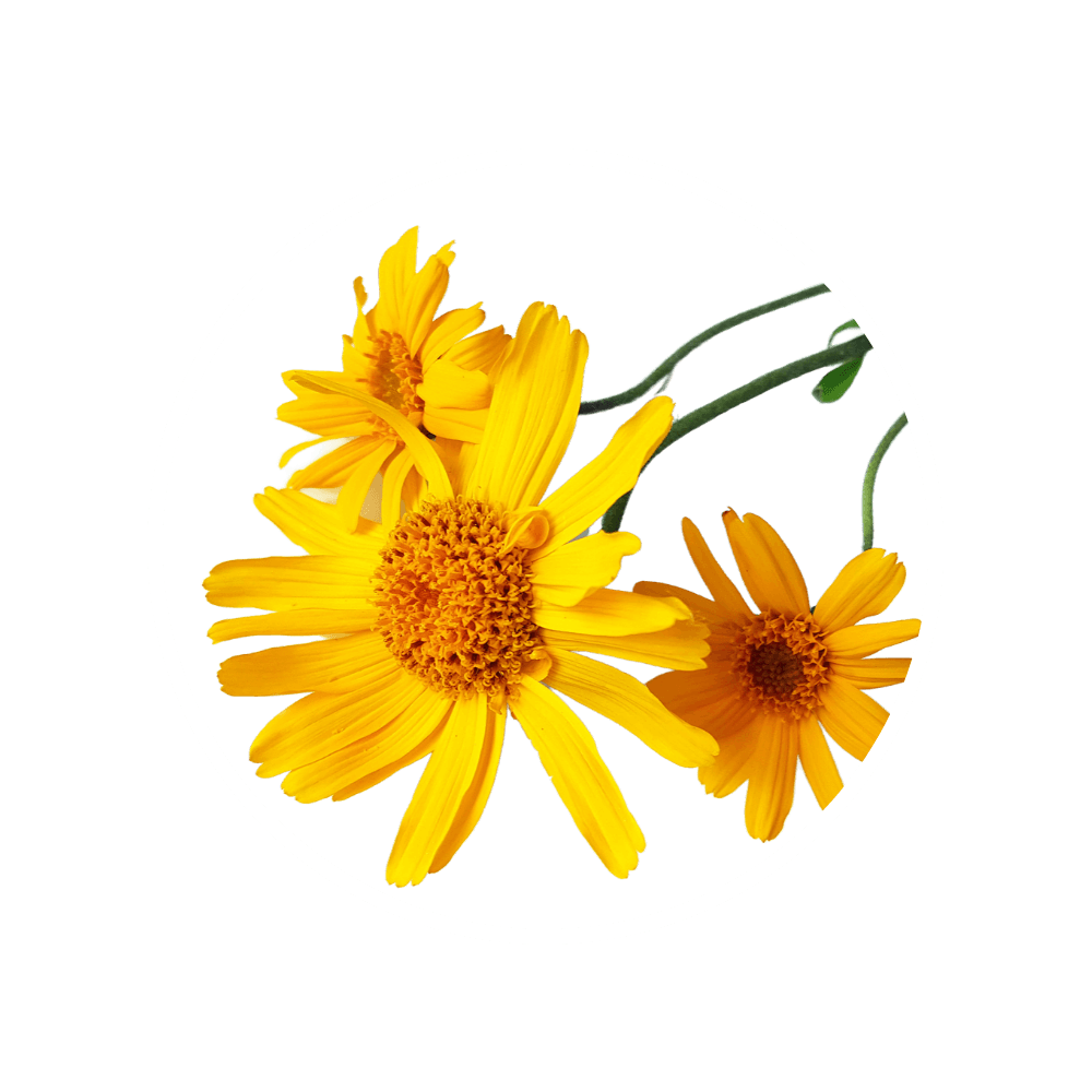 Arnica